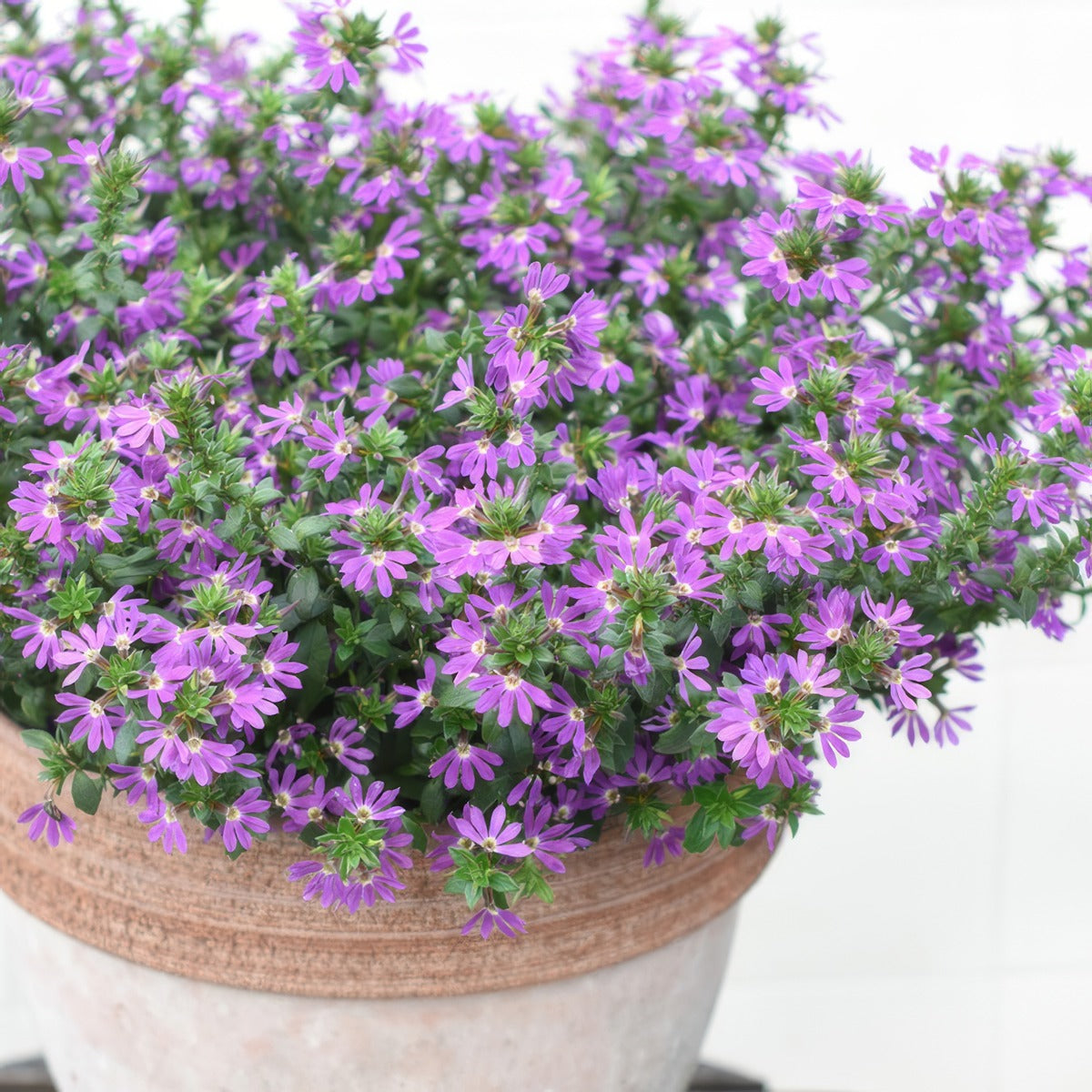 Scaevola Surdiva Purple - Garden Express Australia