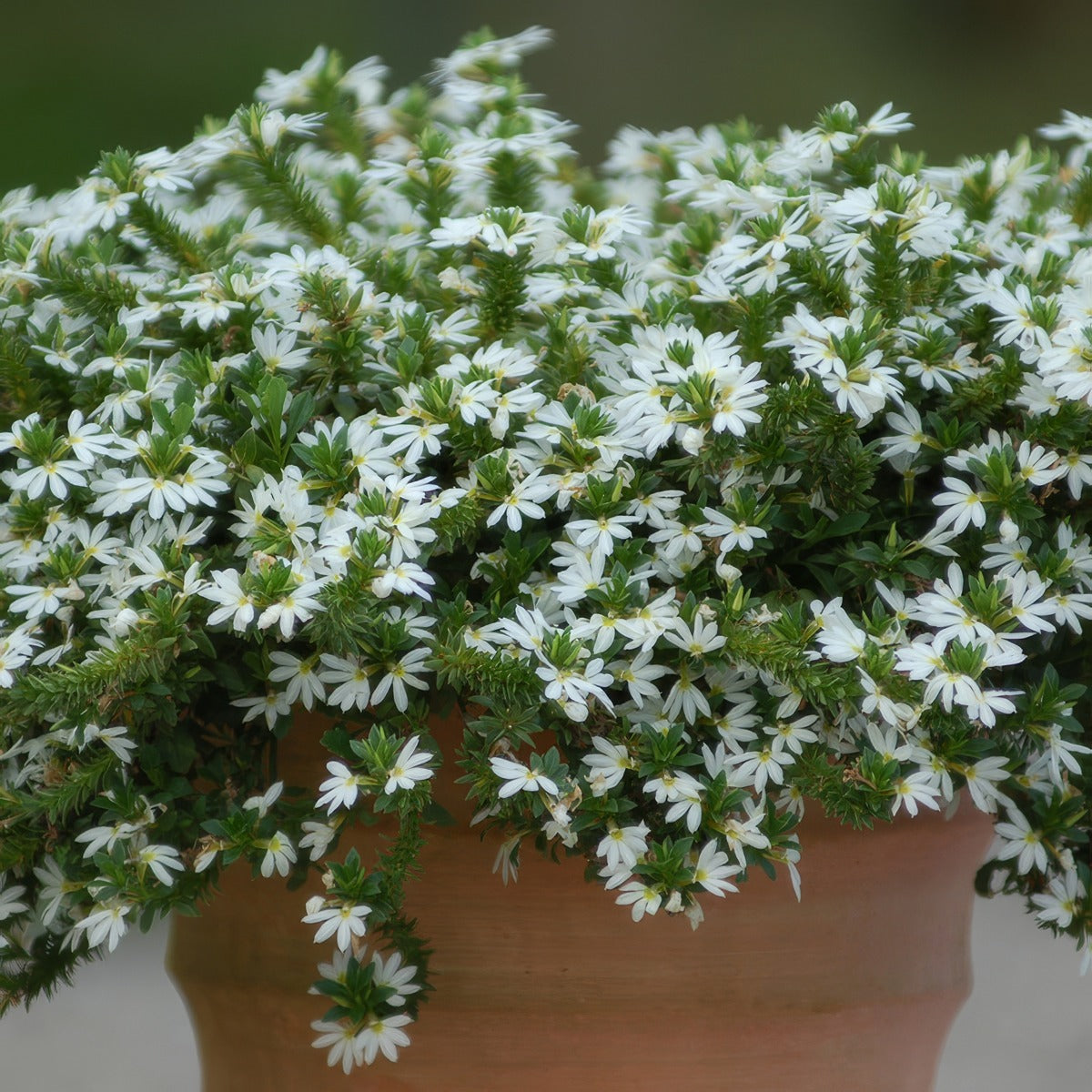 Scavelo Surdiva White - Garden Express Australia