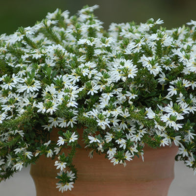 Scavelo Surdiva White - Garden Express Australia