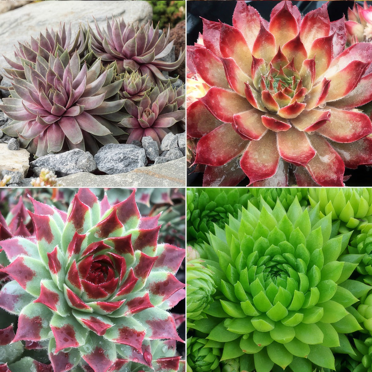 Sensational Sempervivums Col 2024 Colsensem - Garden Express Australia