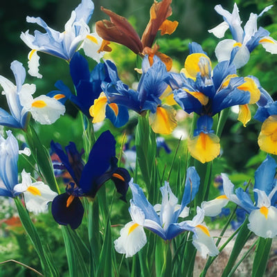 Dutch Iris Mixed 13 - Garden Express Australia