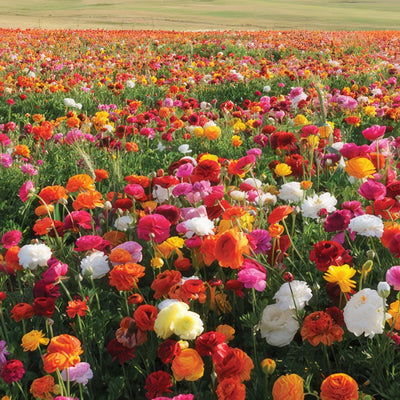 Ranunculi Mixed Pkarnmxd 2020 - Garden Express Australia