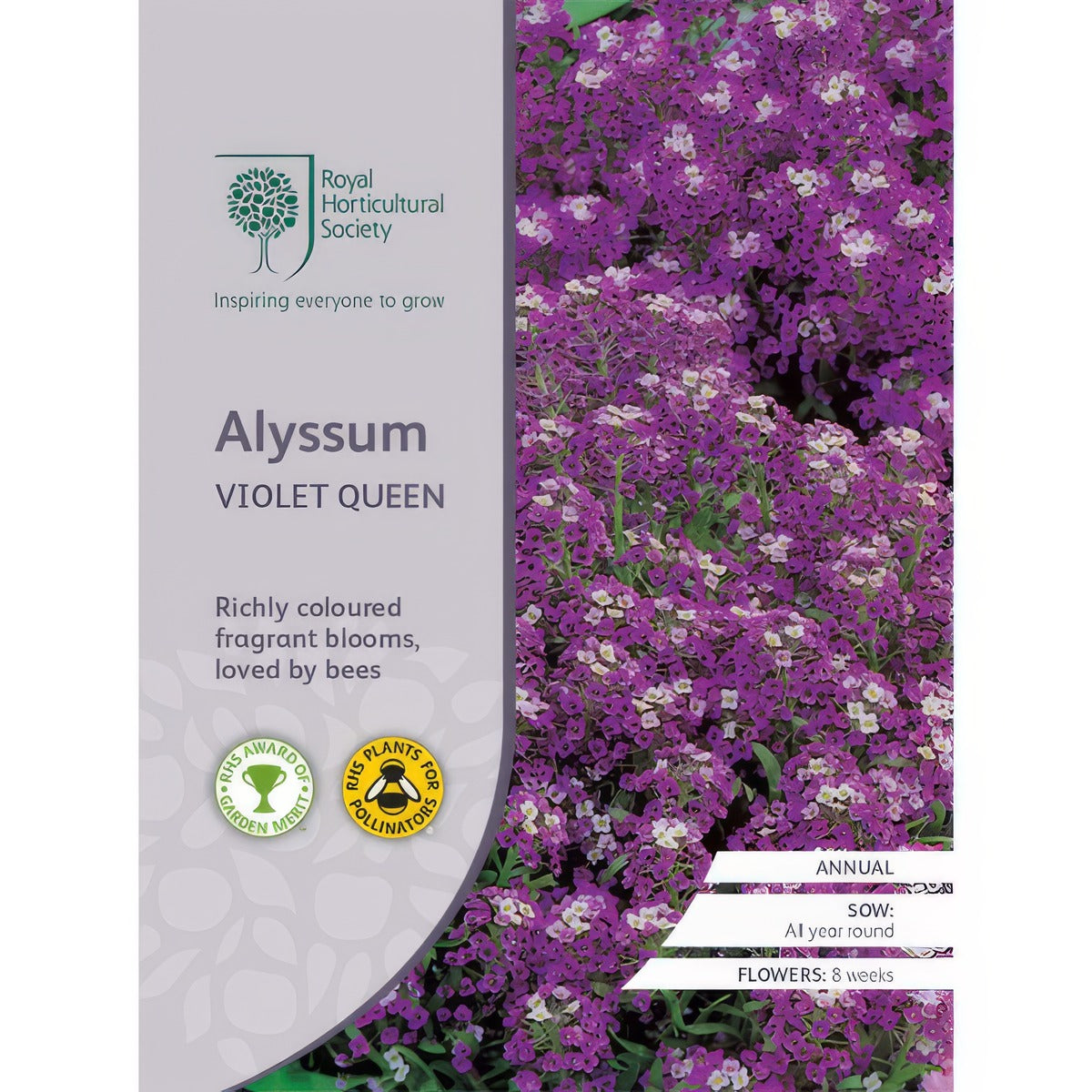 Rhs Alyssum Violet Queen Seerhsavq - Garden Express Australia