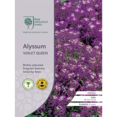 Rhs Alyssum Violet Queen Seerhsavq - Garden Express Australia