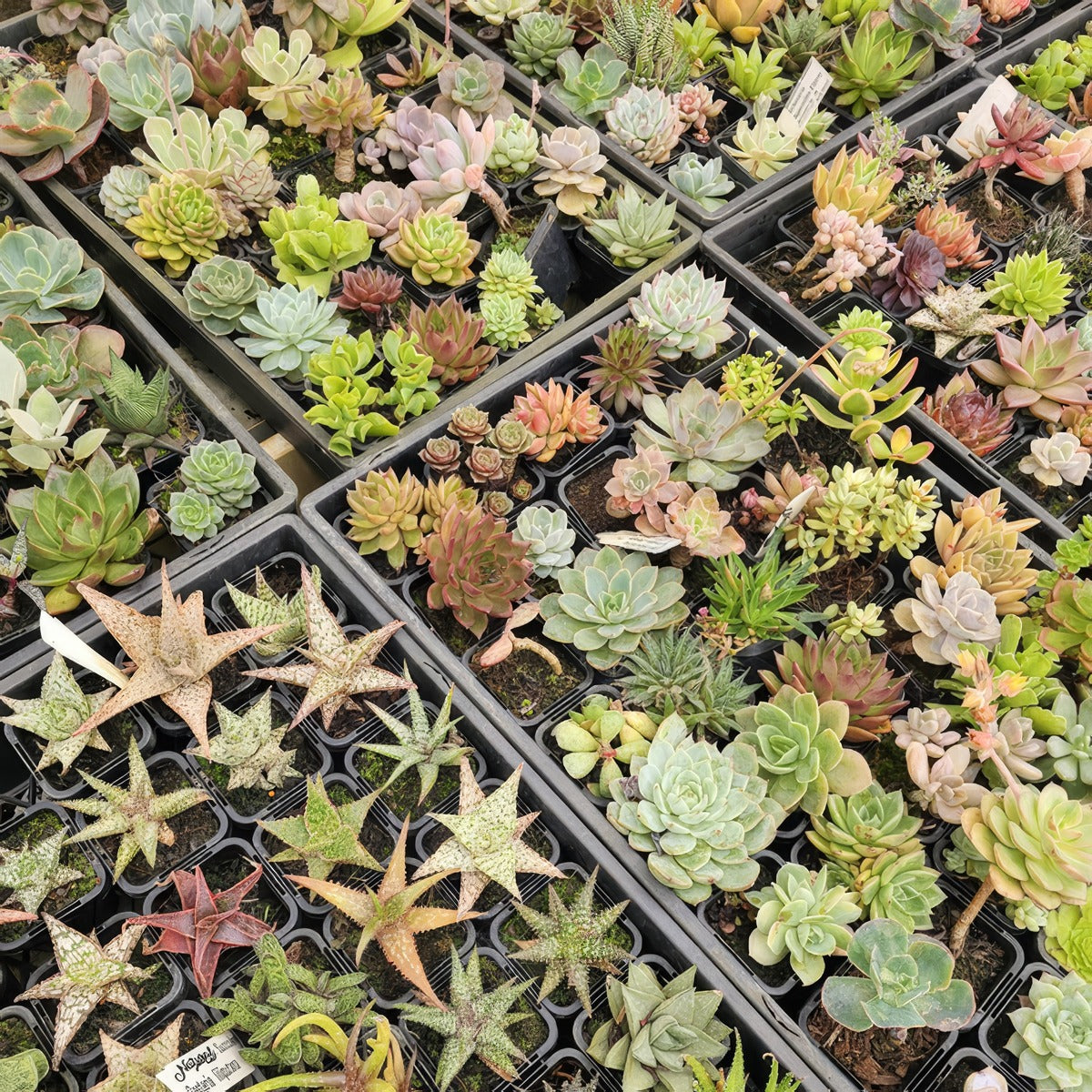 Succulent Lucky Dip 2 - Garden Express Australia
