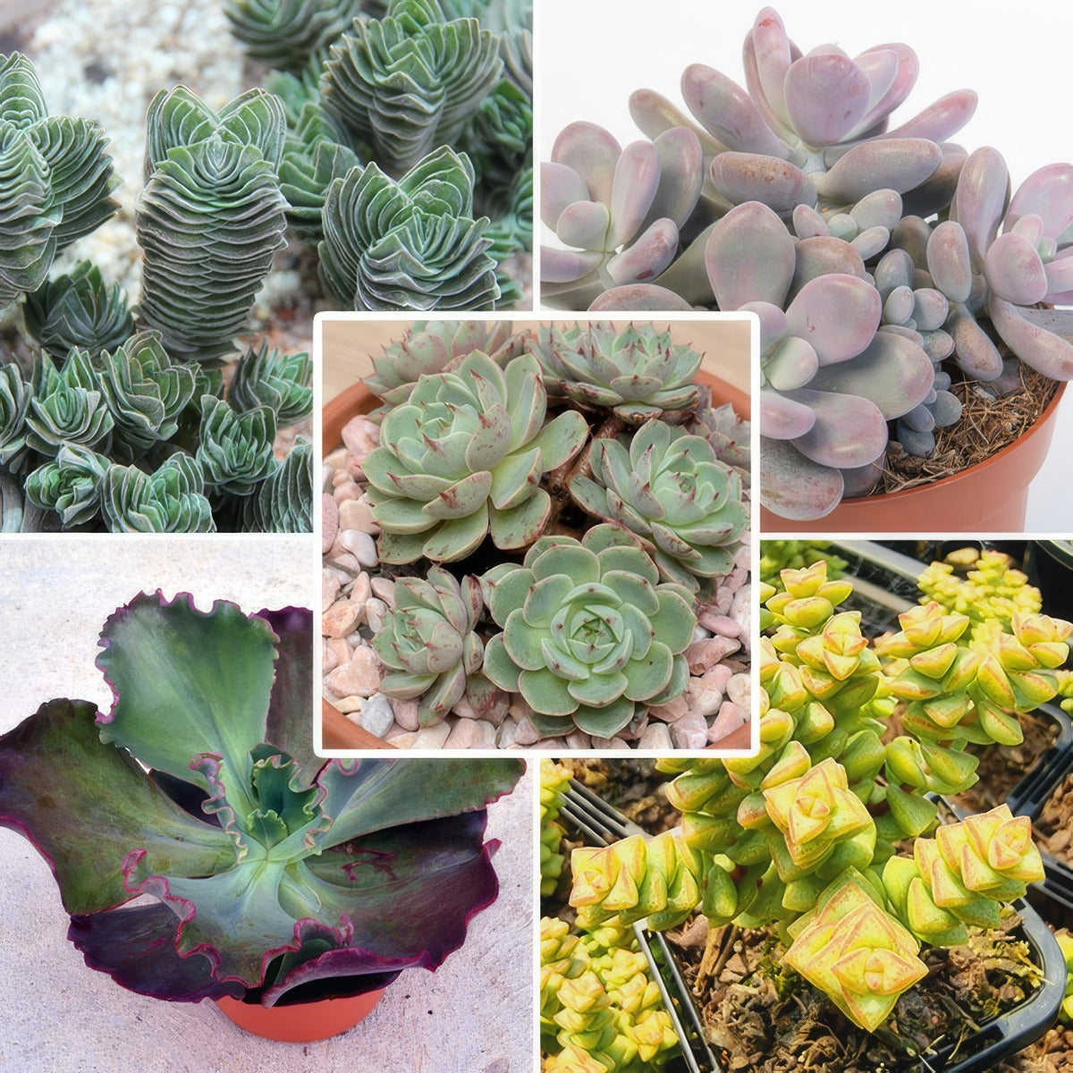 Succulent Starter Collection Colsucsco - Garden Express Australia