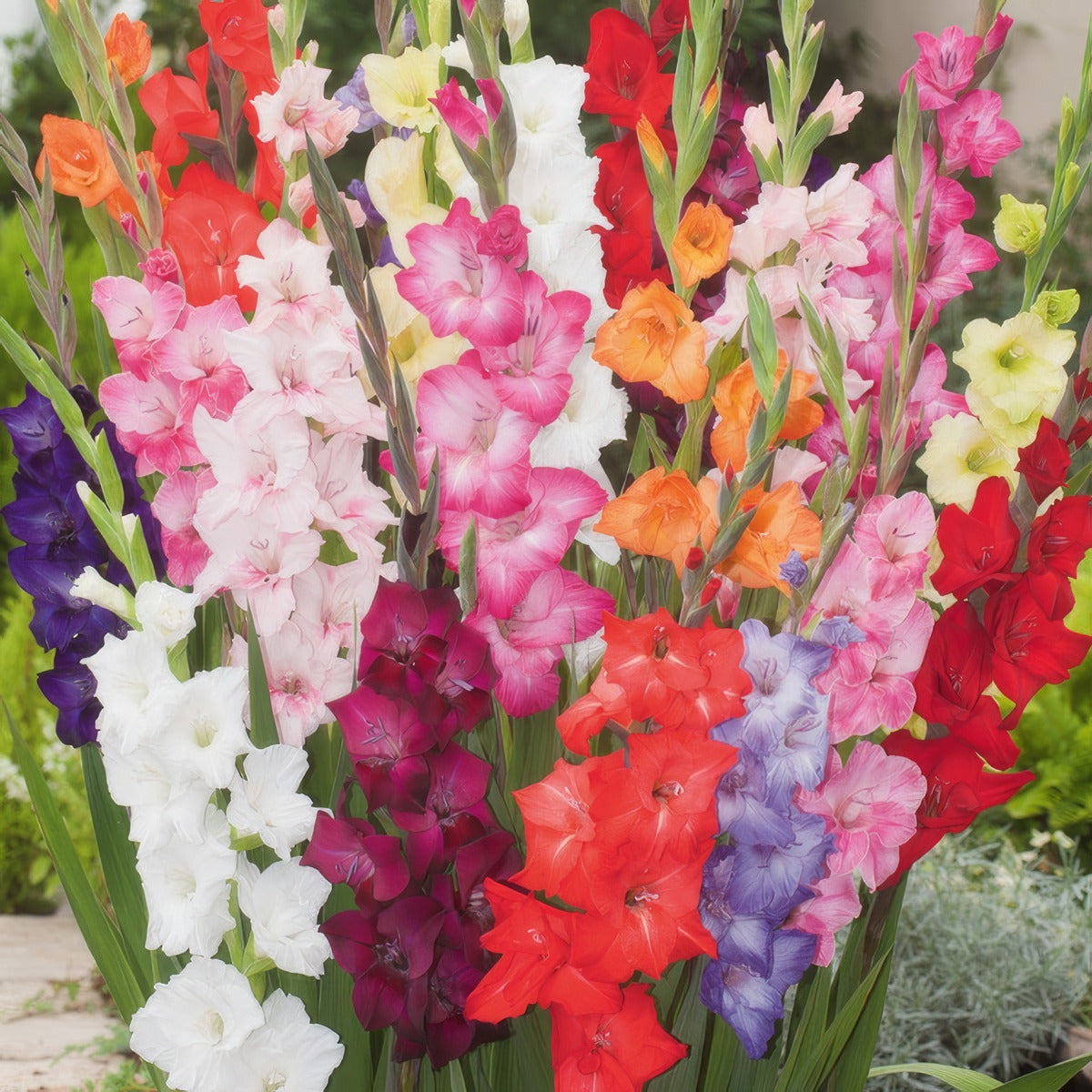 Gladioli Mixed - Garden Express Australia