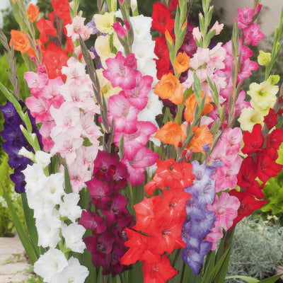 Gladioli Mixed - Garden Express Australia