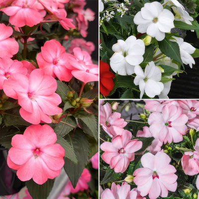 Sunpatiens Impatiens Blush Collection 2 Colsunbc - Garden Express Australia