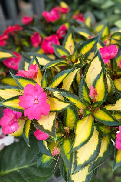 Impatiens Sunpatiens Compact Tropical Rose 2026 - Garden Express Australia