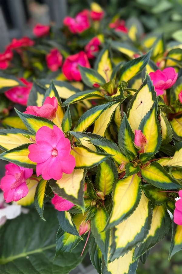Impatiens Sunpatiens Compact Tropical Rose 2026 - Garden Express Australia
