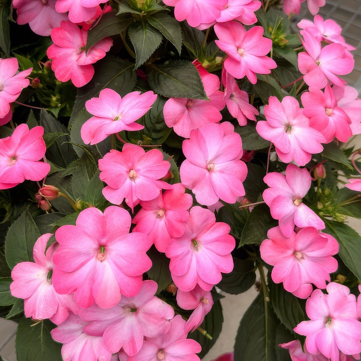Sunpatiens Compact Pink Flash 1 - Garden Express Australia