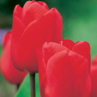 Tulip Lalibela Pktullal - Garden Express Australia