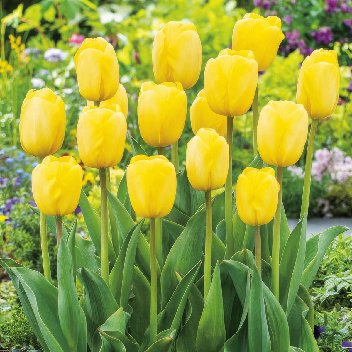 Tulip Novi Sun Pktulnsu 2022 - Garden Express Australia