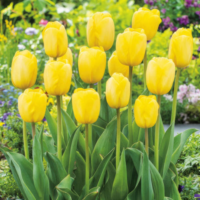 Tulip Novi Sun Pktulnsu 2022 - Garden Express Australia