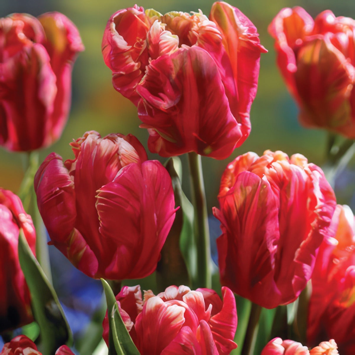 Tulip Lucky Parrot Pktullpa - Garden Express Australia