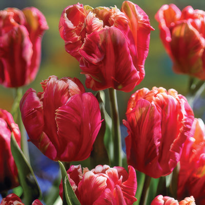 Tulip Lucky Parrot Pktullpa - Garden Express Australia