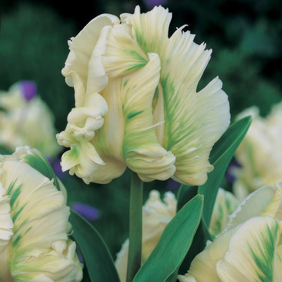 Tulip Super Parrot Pktulspa - Garden Express Australia