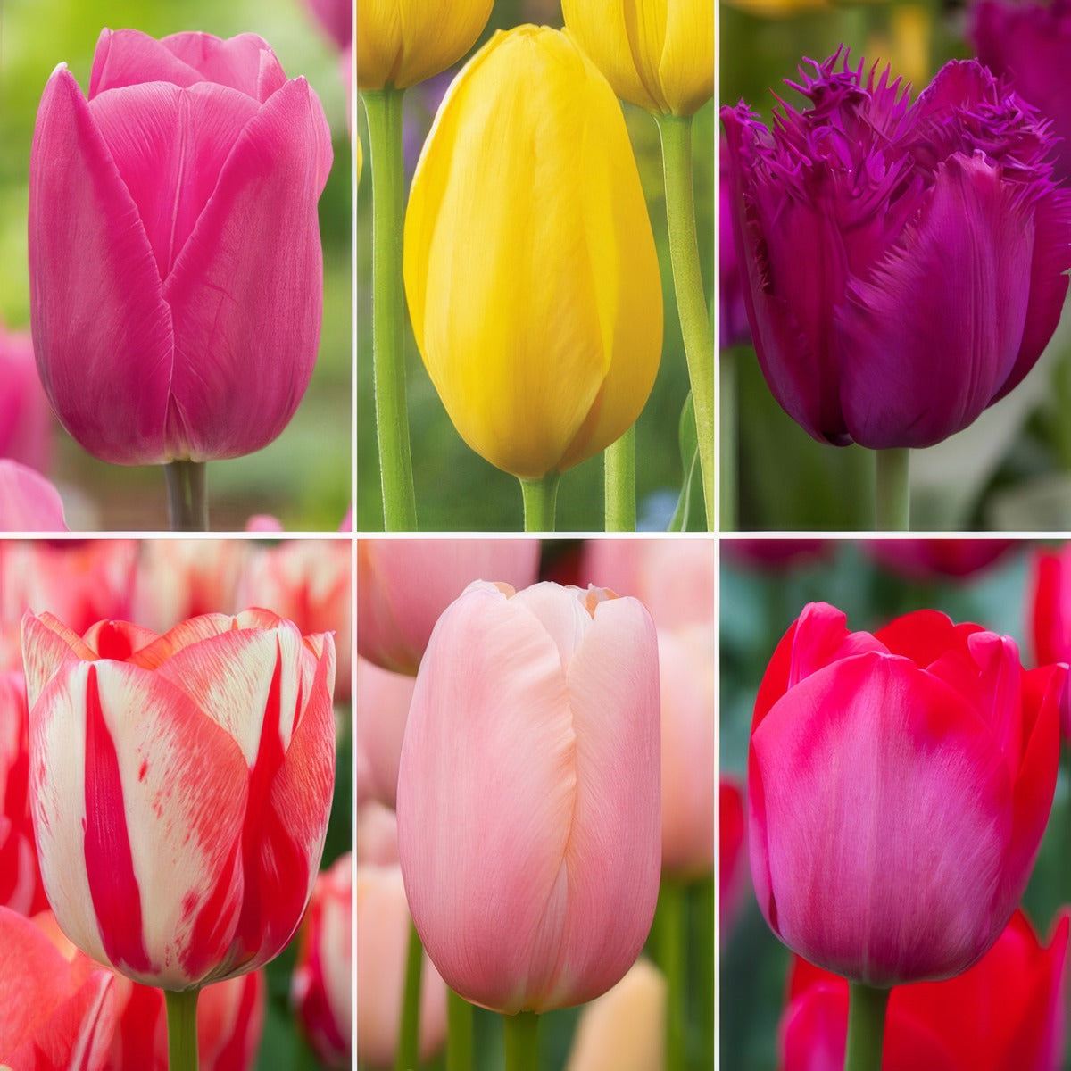 Tulip Spring Symphony Coll Coltulssy 2026 - Garden Express Australia