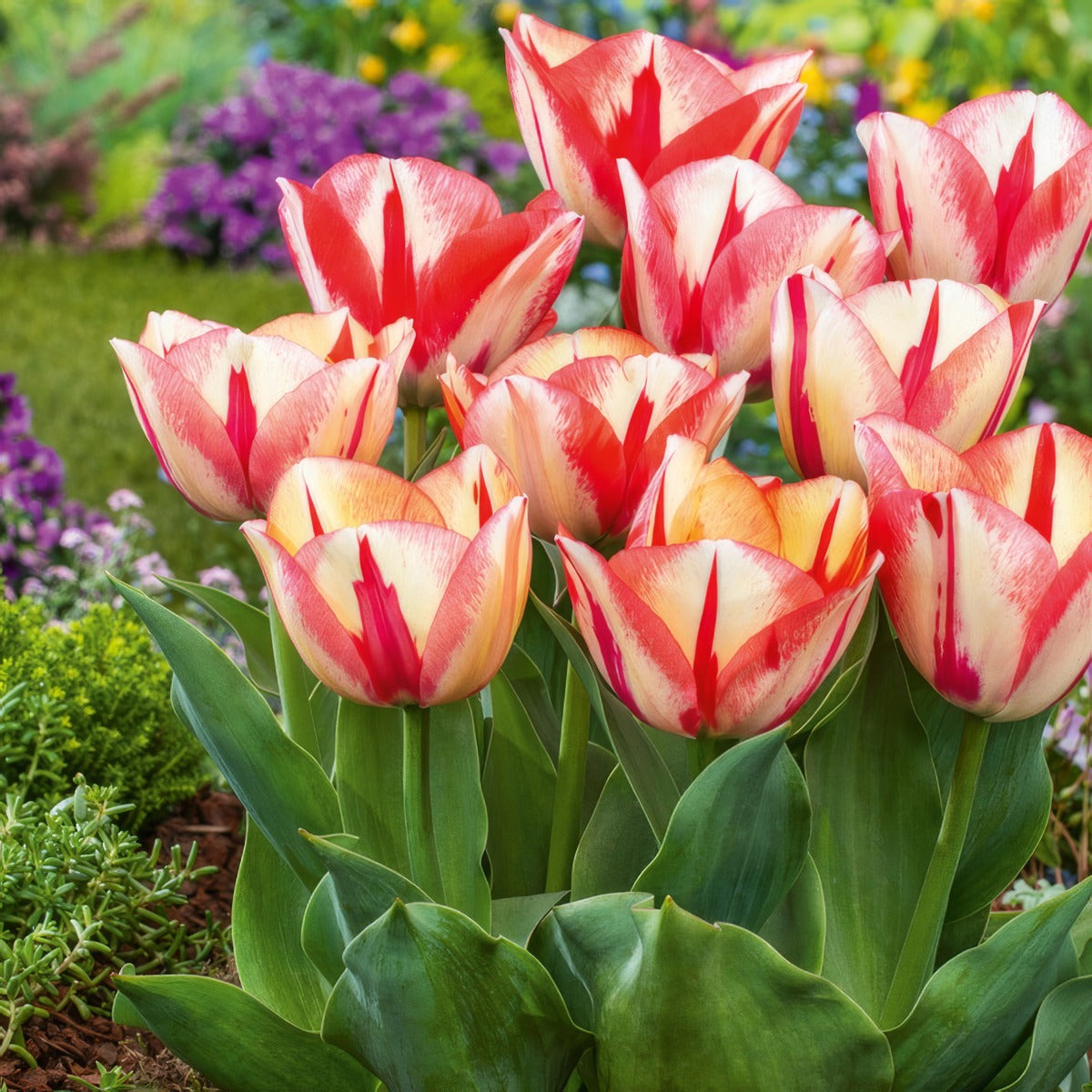 Tulip Spryng Break Pktulsbr - Garden Express Australia