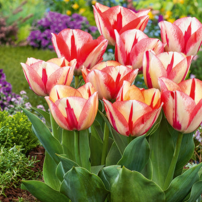 Tulip Spryng Break Pktulsbr - Garden Express Australia