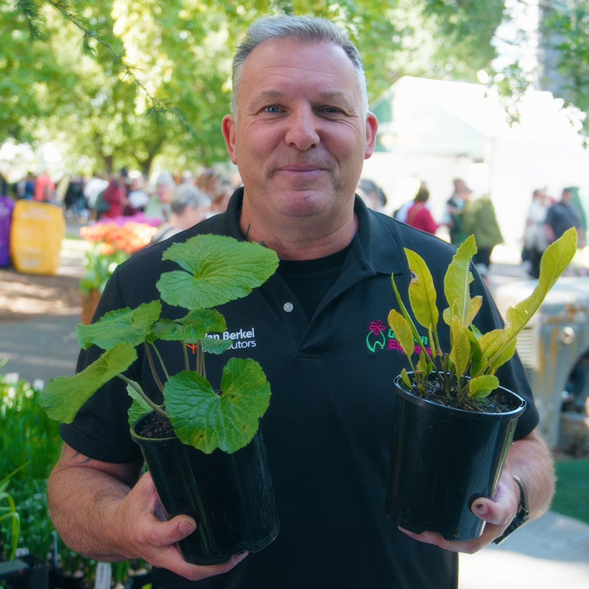 Grow Your Own Wasabi And Horseradish Colwashr - Garden Express Australia
