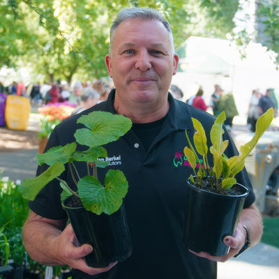 Grow Your Own Wasabi And Horseradish Colwashr - Garden Express Australia