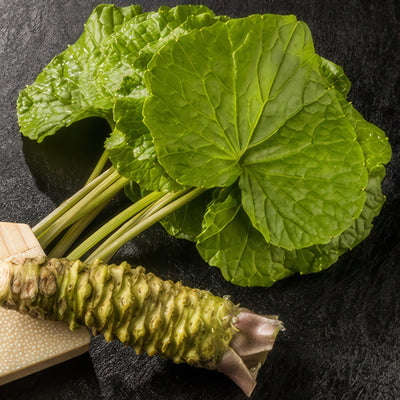 Wasabi Mazuma Pplwasmaz - Garden Express Australia
