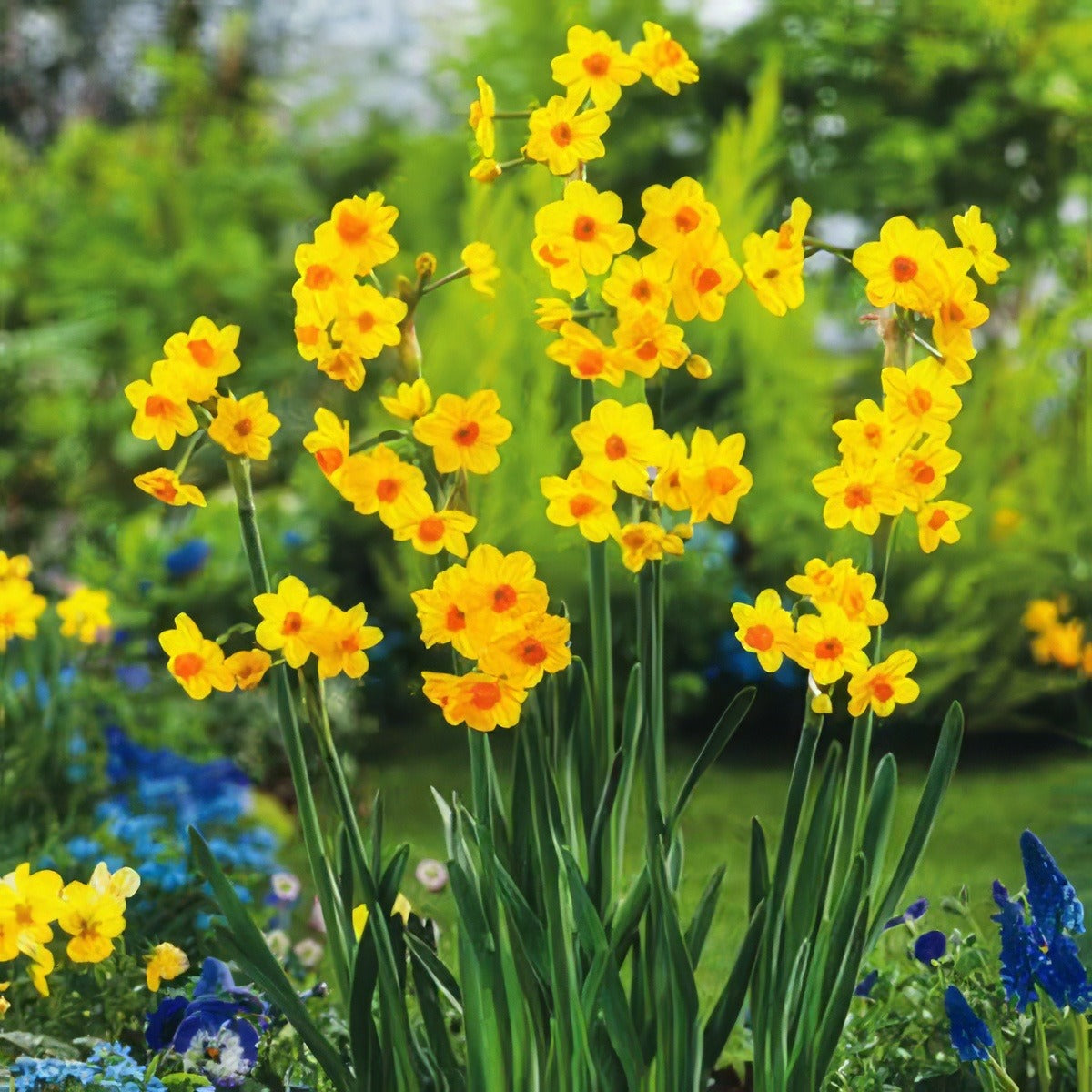 Jonquil Soliel Dor Fm - Garden Express Australia