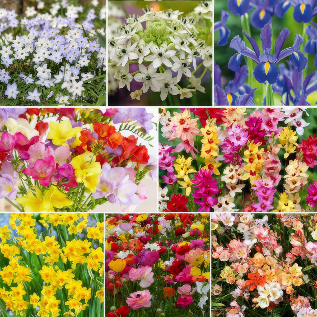 Warm Climate Collection 2026 Colwclcol - Garden Express Australia