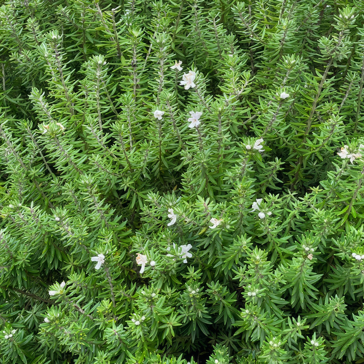 Westringia Zena - Garden Express Australia