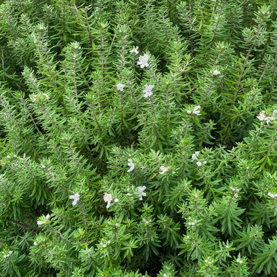 Westringia Zena - Garden Express Australia