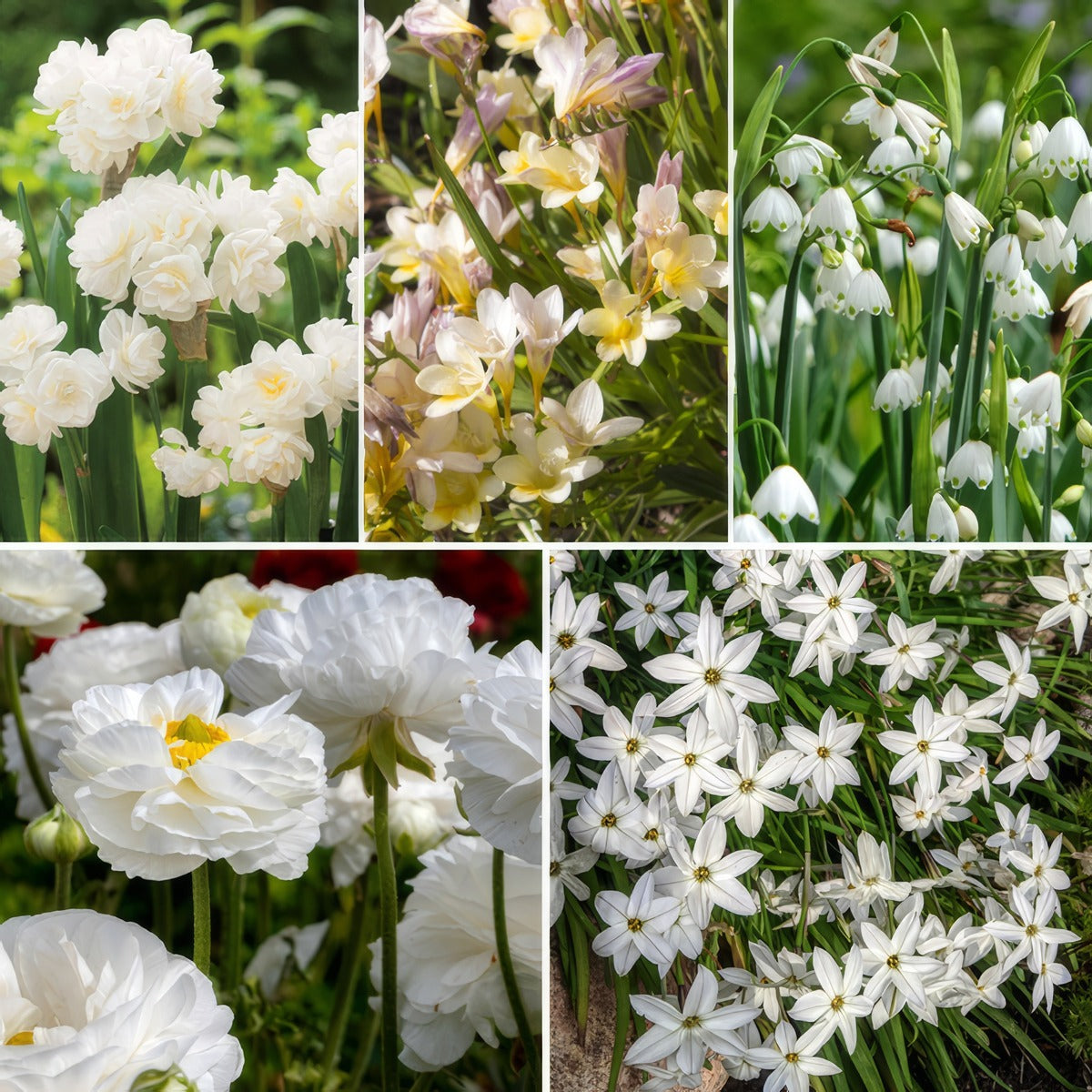 Wickedly White Collection Colwhicol 2026 - Garden Express Australia