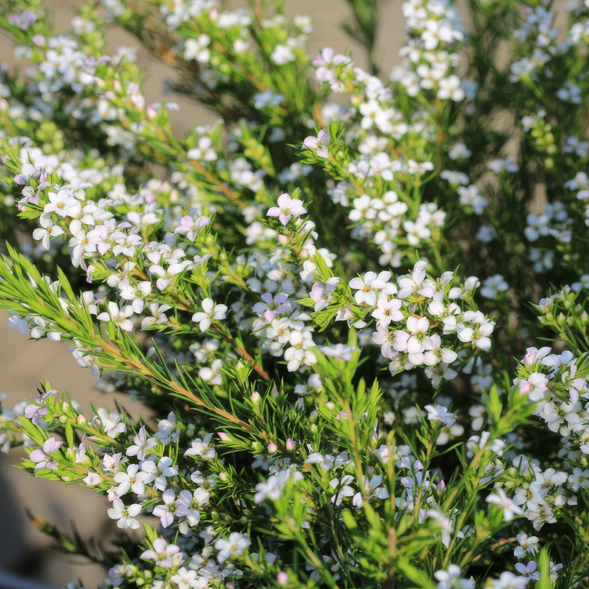 White Diosma - Garden Express Australia