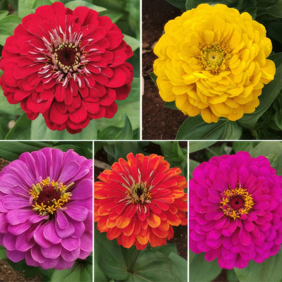 Zinnia Benarys Giant Mixed 3pk - Garden Express Australia