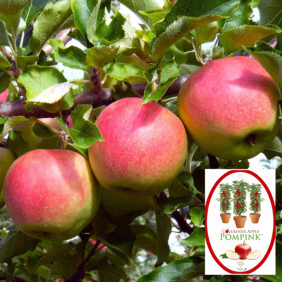 Columnar Apple Pompink P18capppn - Garden Express Australia