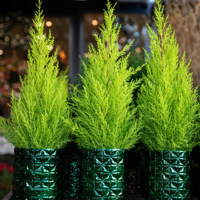 Conifer Lemon Cypress Lpoconlcy - Garden Express Australia