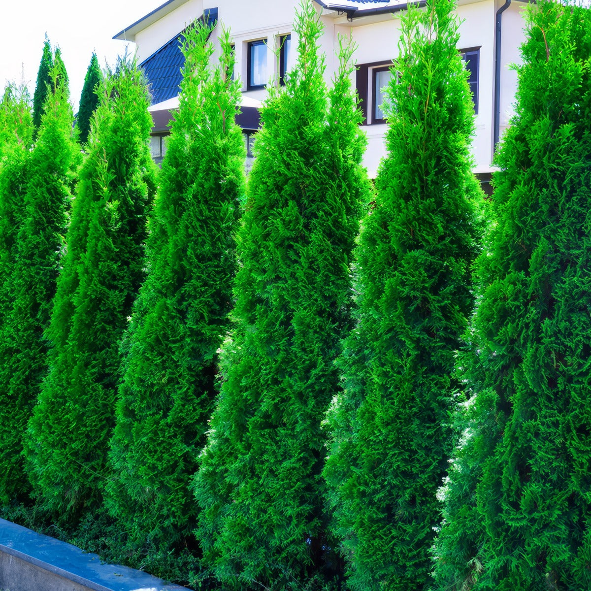 Conifer Smaragd 2020 Lpoconsma - Garden Express Australia