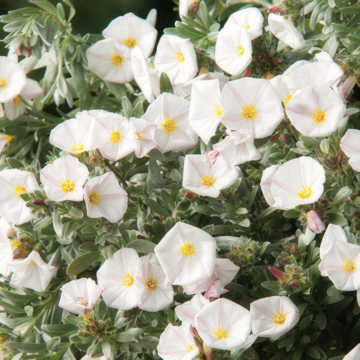 Convolvulus White 15 Fm - Garden Express Australia