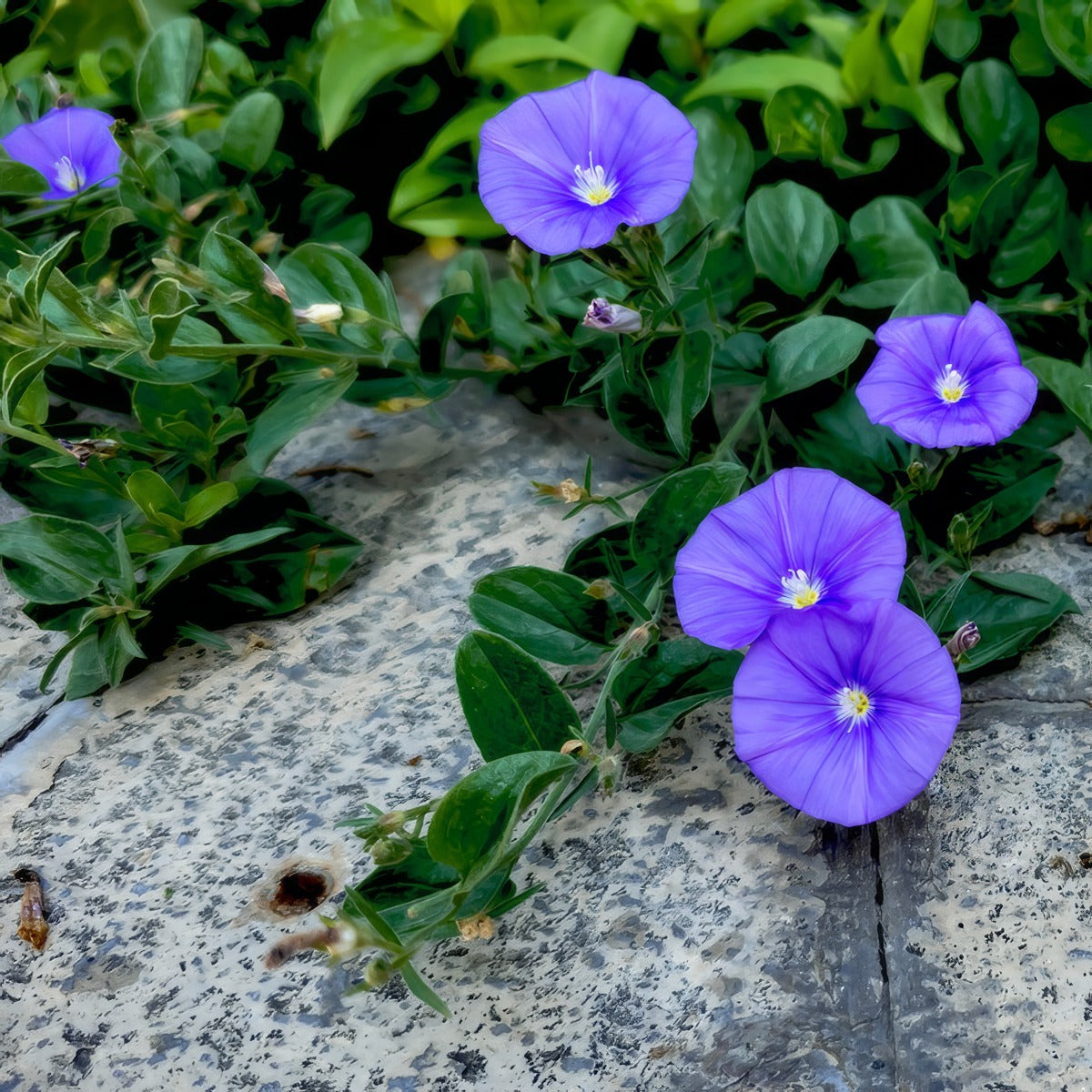 Convolvulus Manati Deep Blue P68conmdb - Garden Express Australia