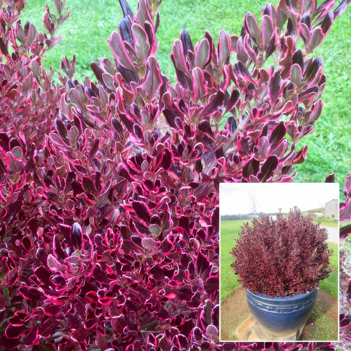 Coprosma Pacific Sunrise P18coppsr - Garden Express Australia