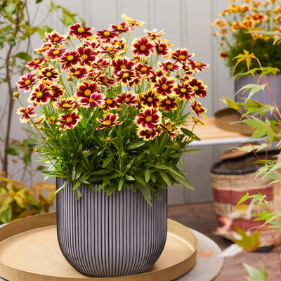 Coreopsis Solar Fancy P68corsfa - Garden Express Australia