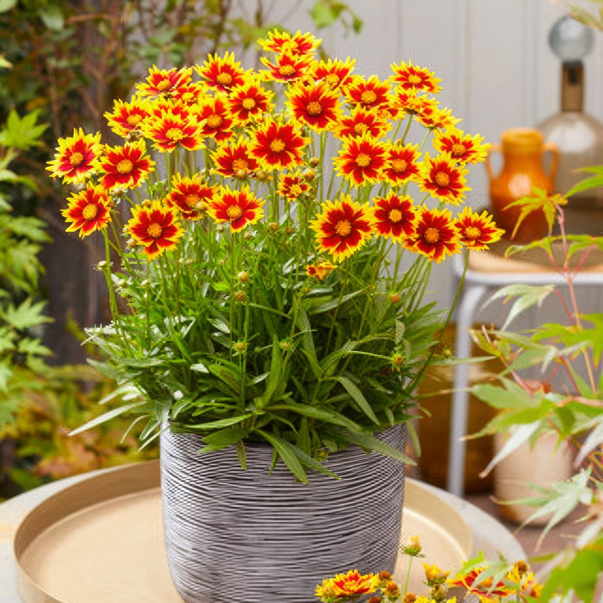 Coreopsis Solar Jewel P68corsjw - Garden Express Australia