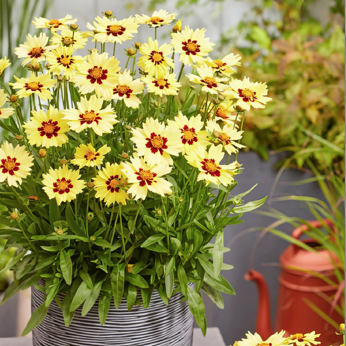 Coreopsis Solar Moon - Garden Express Australia
