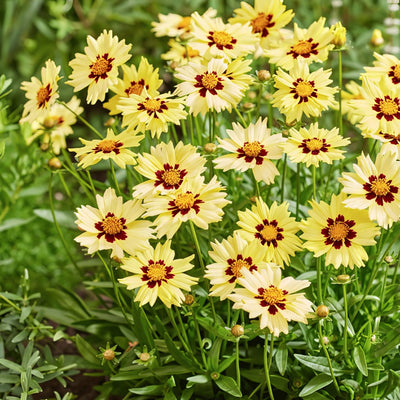 Coreopsis Solar Moon P68corsmn - Garden Express Australia