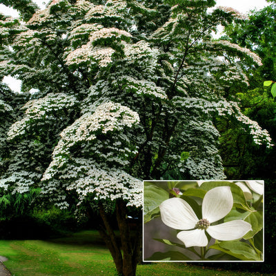 Cornus Kousa Constellation Trecorcon - Garden Express Australia