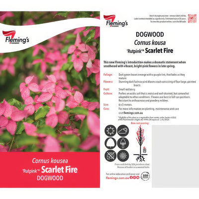 Cornus Kousa Scarlet Fire Label - Garden Express Australia
