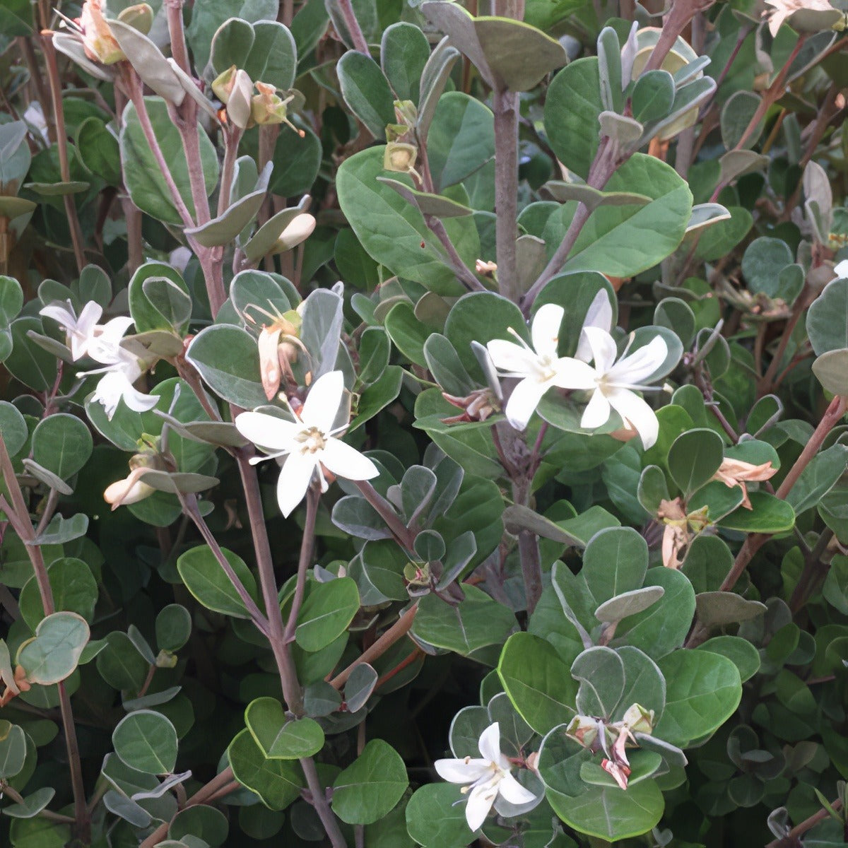 Correa Alba 2017 Lpocoralb - Garden Express Australia