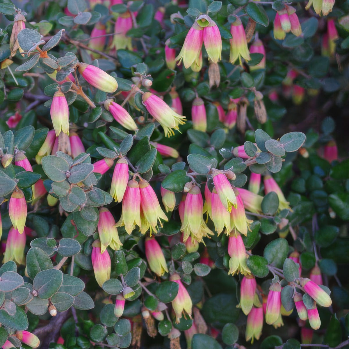 Native Correa Marions Marvel Lpocormim - Garden Express Australia