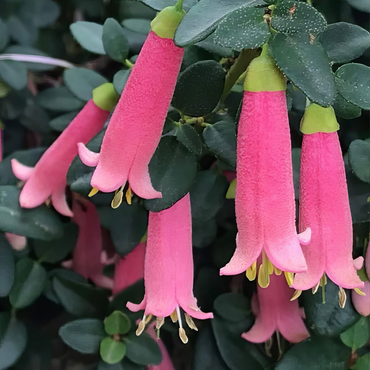 Correa Little Cate Pplcorlca - Garden Express Australia